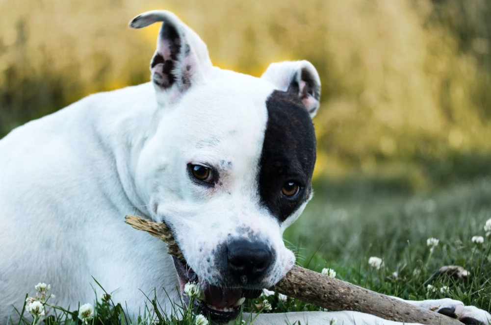 American Staffordshire Terrier weight