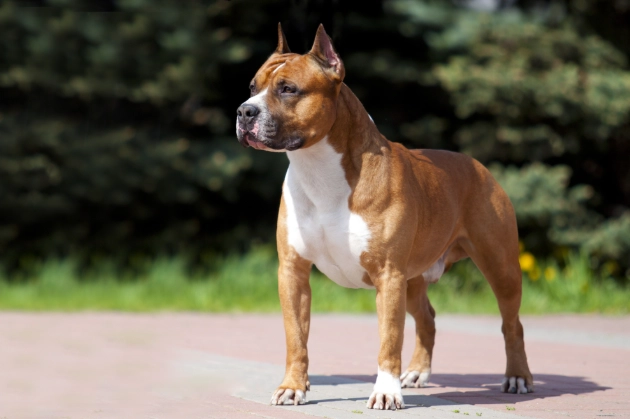 Staffy temperament with kids Staffy temperament with kids