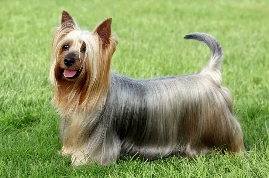 silky terrier height