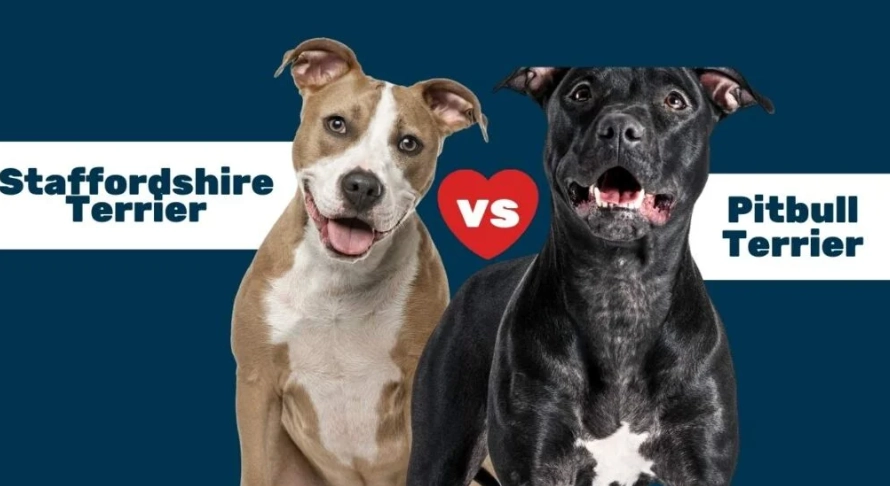Staffordshire Terrier breed comparison