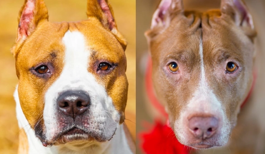 American Staffordshire Terrier vs Pitbull