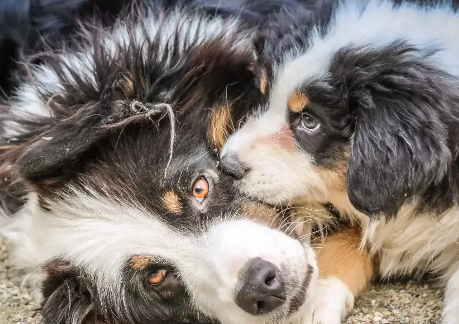 Are Australian Shepherds cuddle dogs?