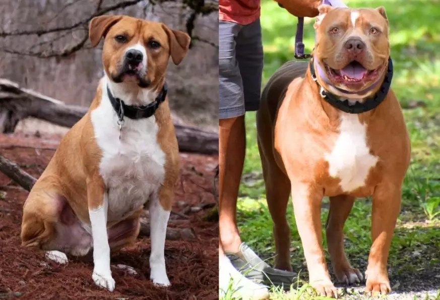 Is an American Staffordshire Terrier a pitbull?