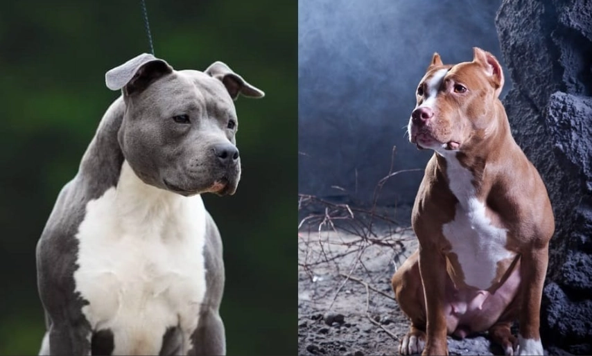 AmStaff vs Pitbull AmStaff vs Pitbull