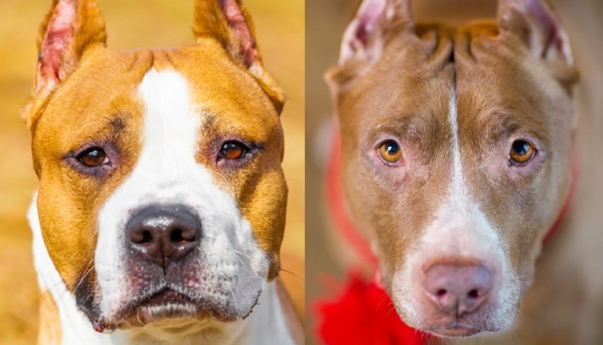 family friendly bully breeds family friendly bully breeds