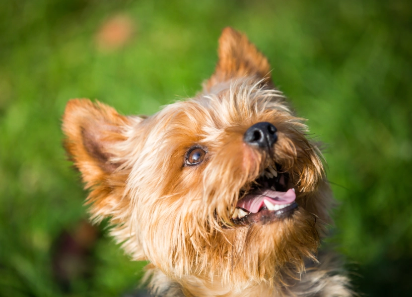 Silky Terrier noise level