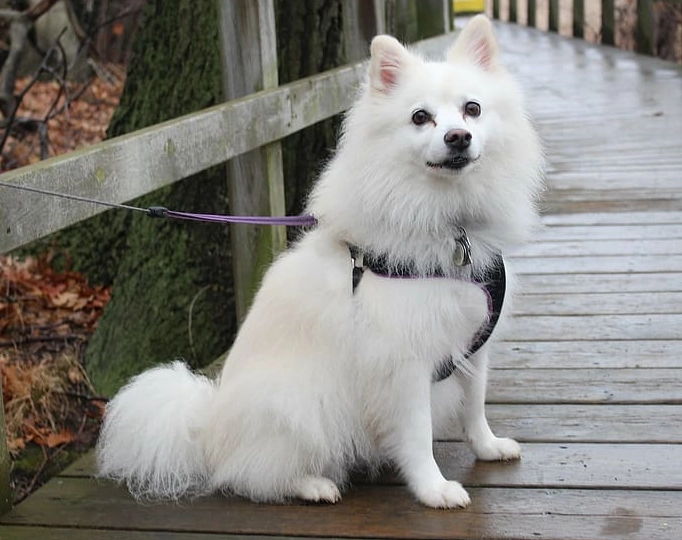 Eskie life expectancy