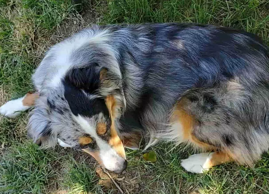 managing Aussie shedding