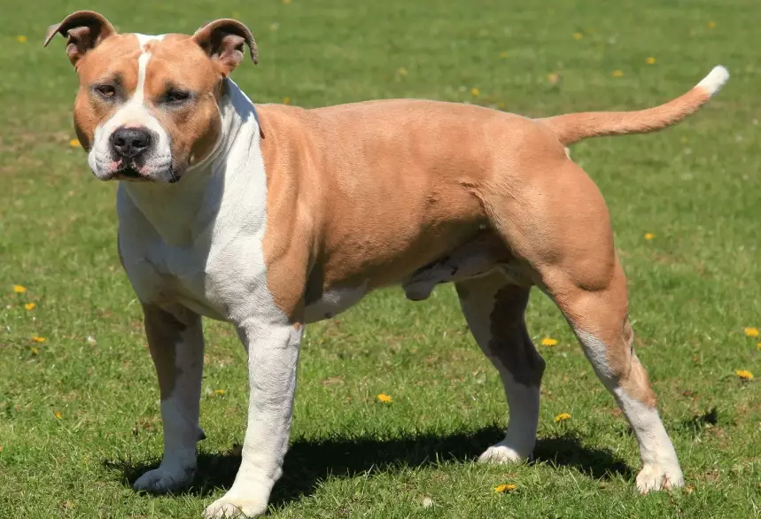 American Staffordshire Terrier size
