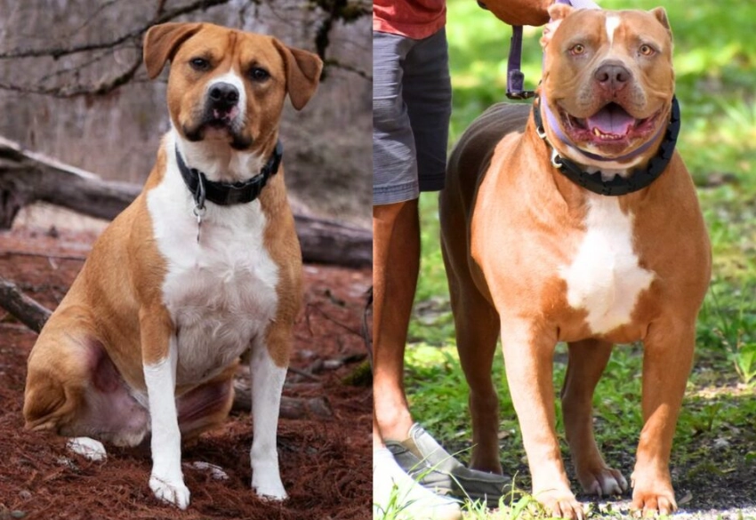 AmStaff vs Pitbull AmStaff vs Pitbull