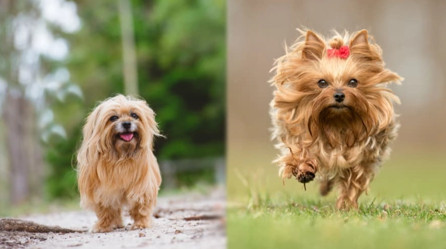 silky terrier yorkie mix