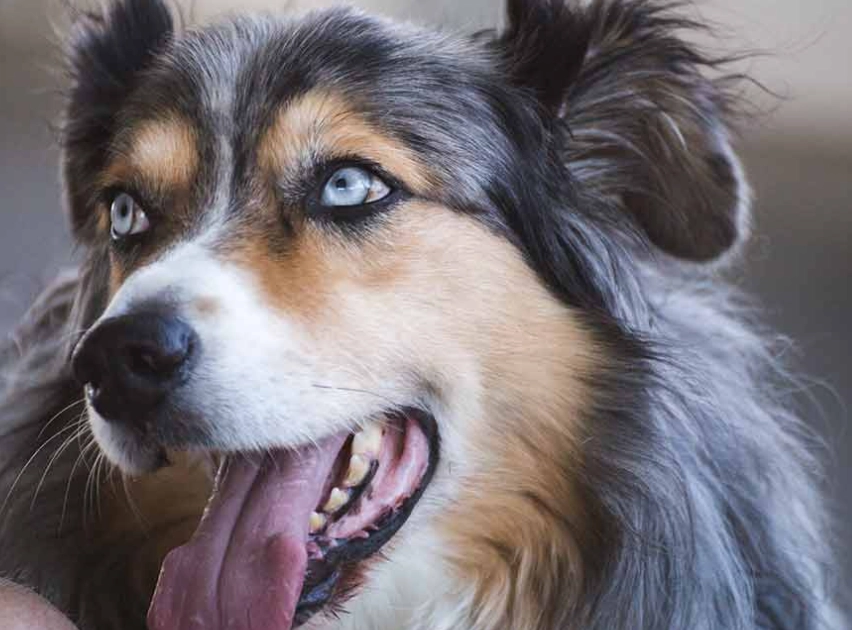 managing Aussie shedding