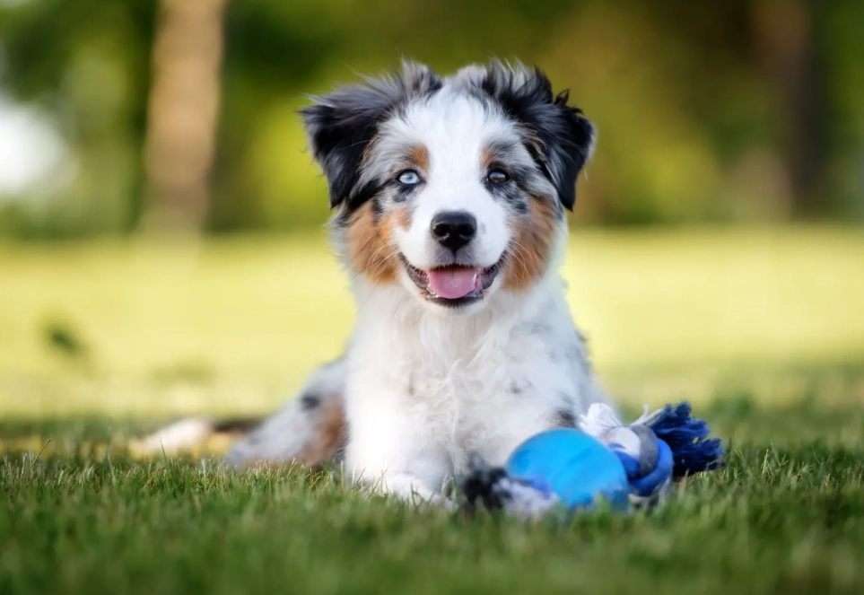 Mini Aussie care Mini Aussie care
