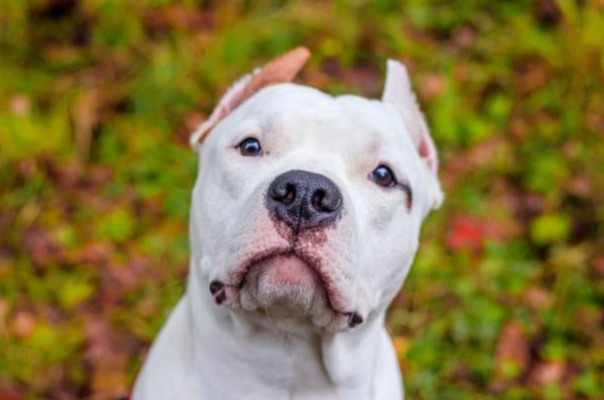 are Staffies good with children are Staffies good with children