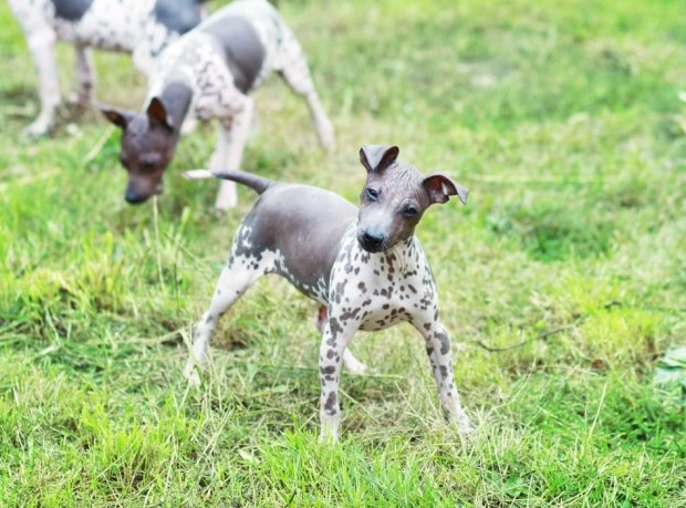 hypoallergenic dog temperament