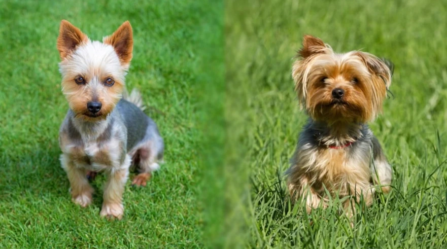 silky terrier vs yorkshire terrier