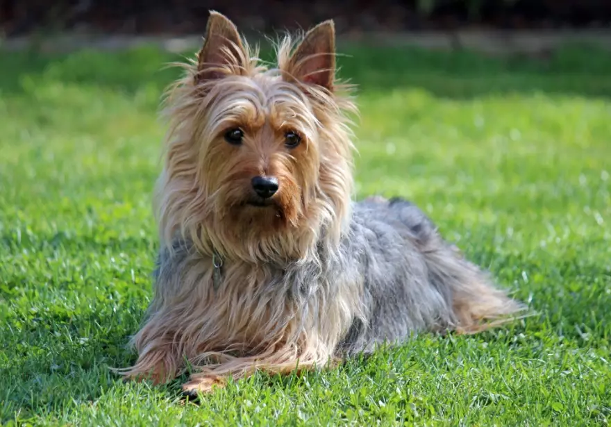 Australian silky terrier size