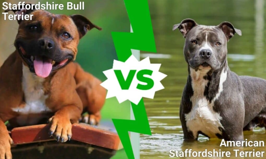 What is the difference between a Staffordshire terrier and an American Staffordshire Terrier?