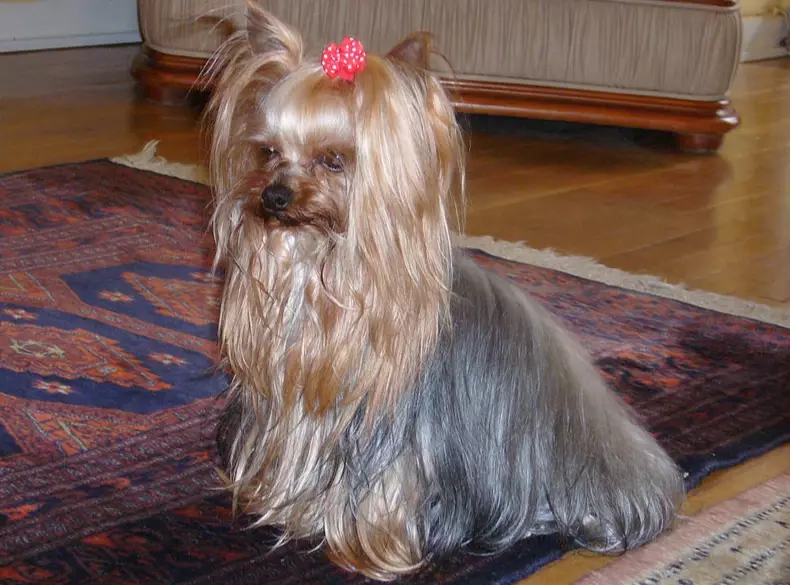 differences between Silky Terrier and Yorkie