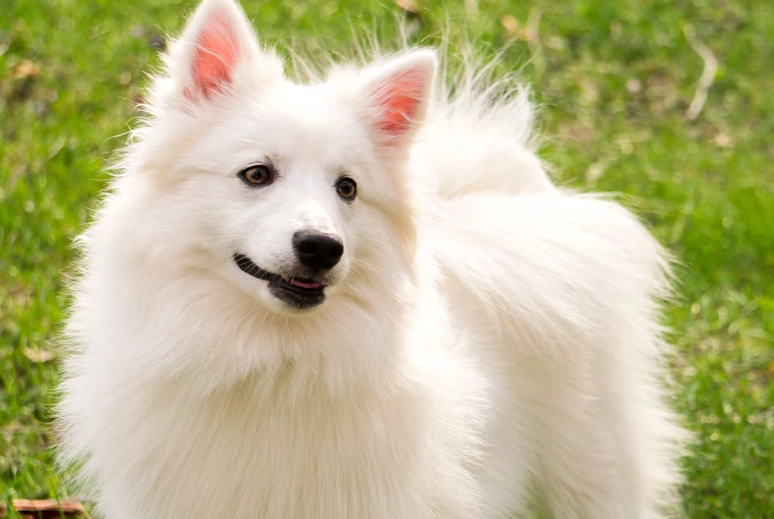 extend American Eskimo dog life