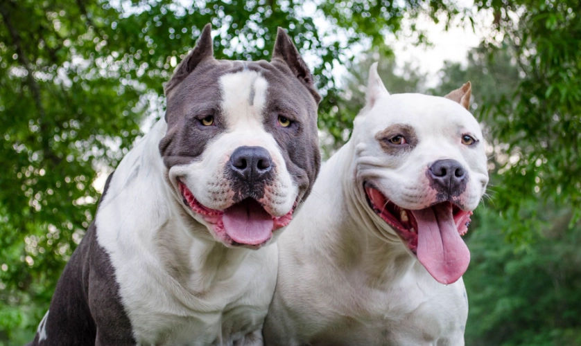Are AmStaffs pitbulls
