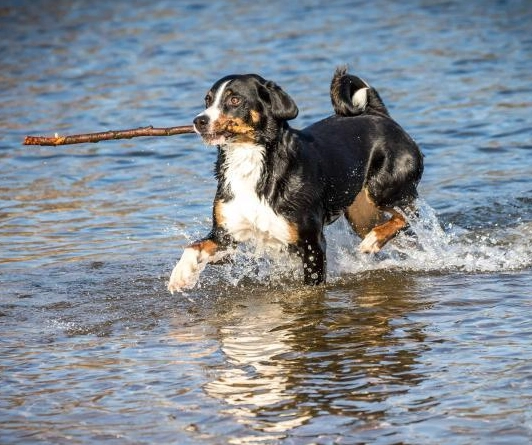 double coat dog grooming