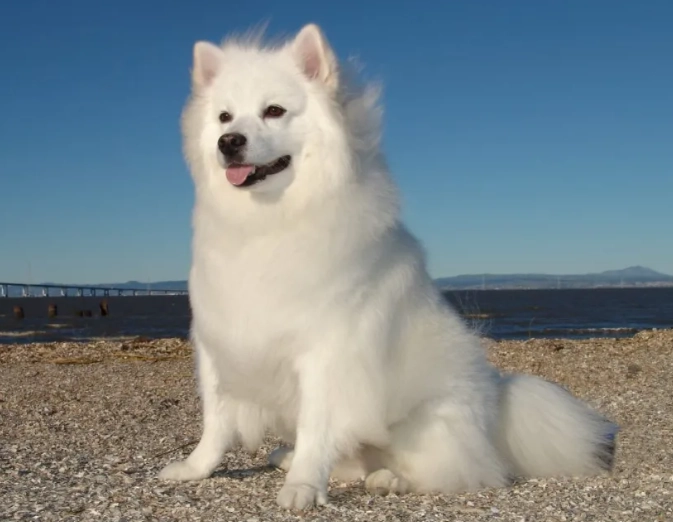 American Eskimo Dog temperament