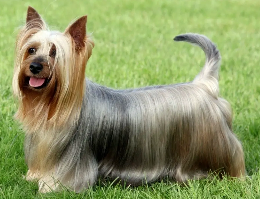 Is a Silky Terrier still a yorkie?
