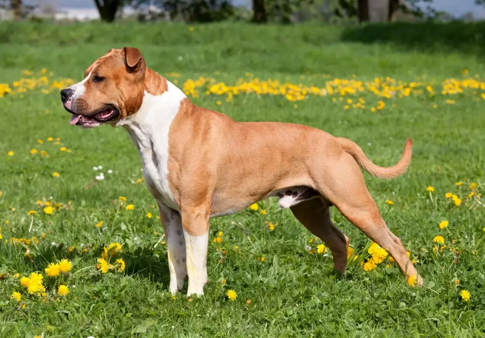 American Staffordshire Terrier weight