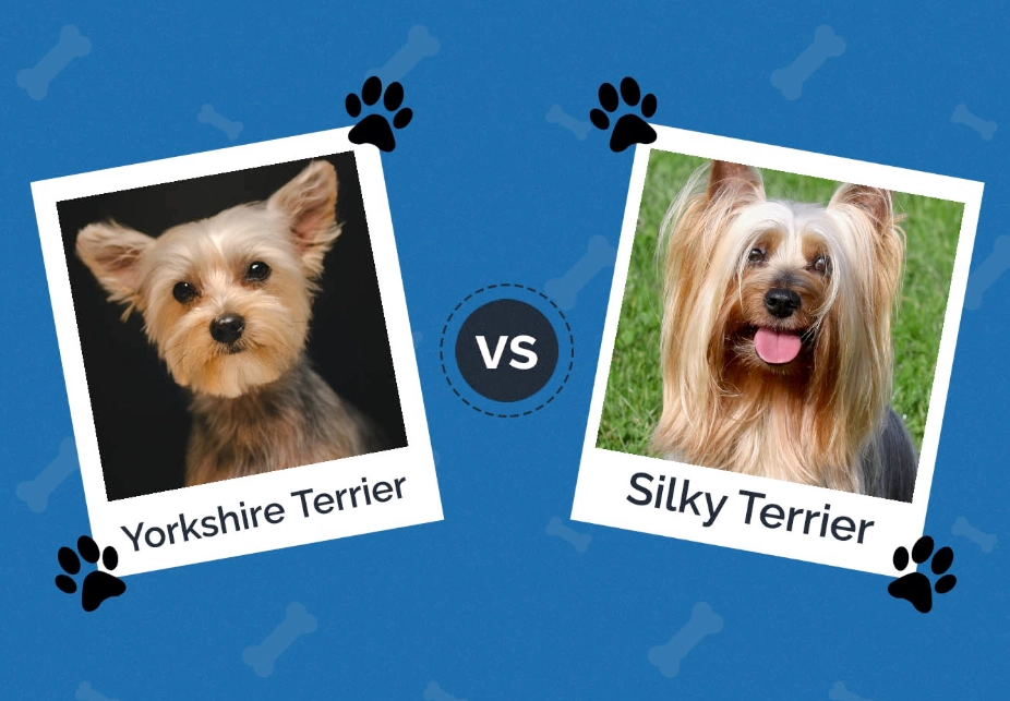 silky terrier yorkie mix