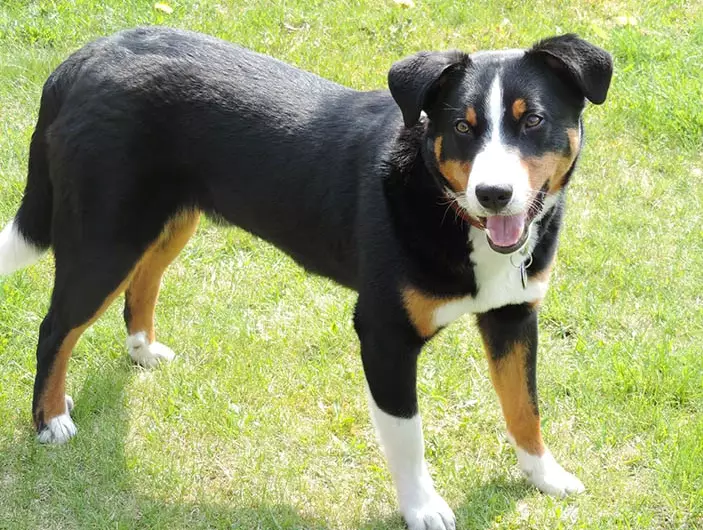 Appenzeller Sennenhund challenges