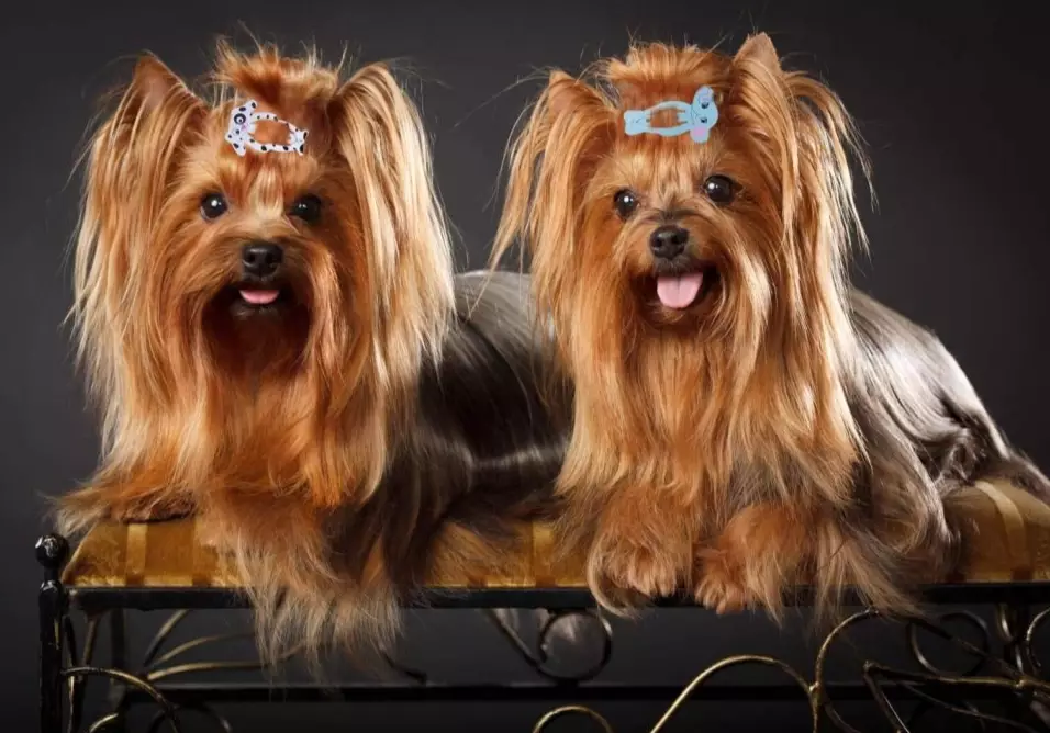 differences between Silky Terrier and Yorkie