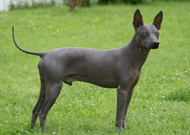 hypoallergenic dog breeds