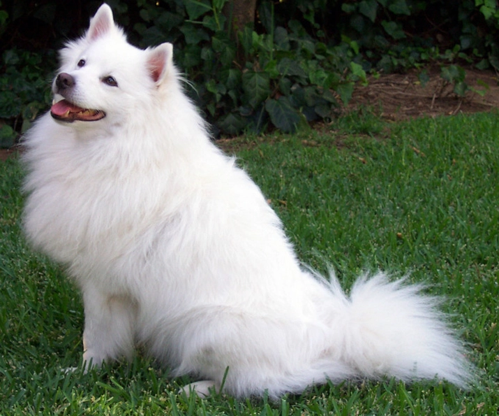 American eskimo dog temperament