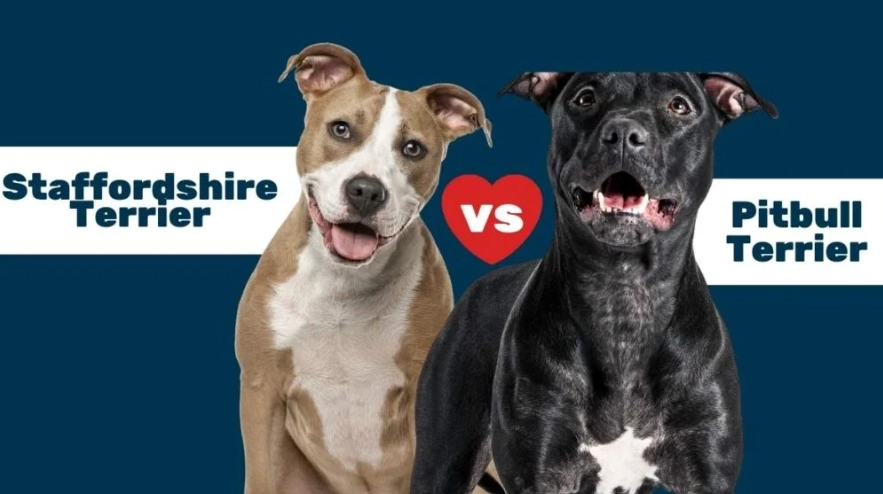 family friendly bully breeds