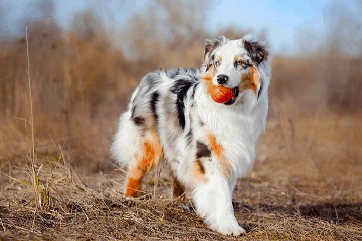 Australian Shepherd cuddle Australian Shepherd cuddle