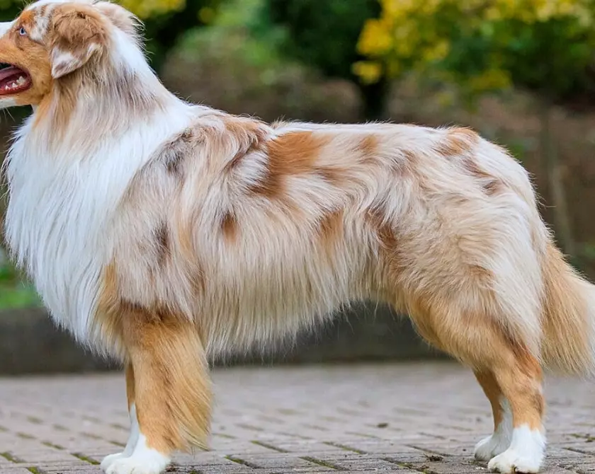 small Australian Shepherd small Australian Shepherd