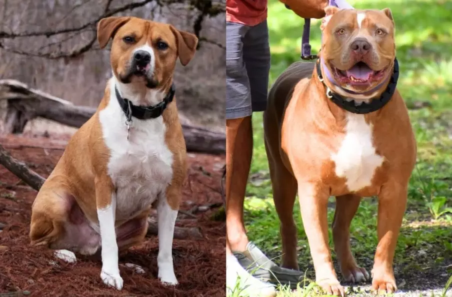 Staffordshire Bull Terrier vs American Staffordshire Terrier