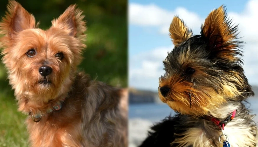 Silky Terrier vs Yorkie