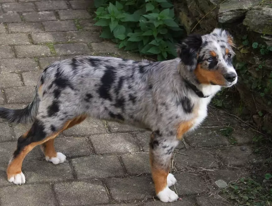 Australian Shepherd energy level