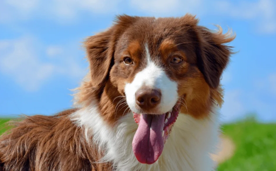 how much do Australian Shepherds shed