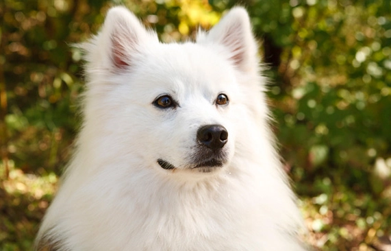 American Eskimo dog pet