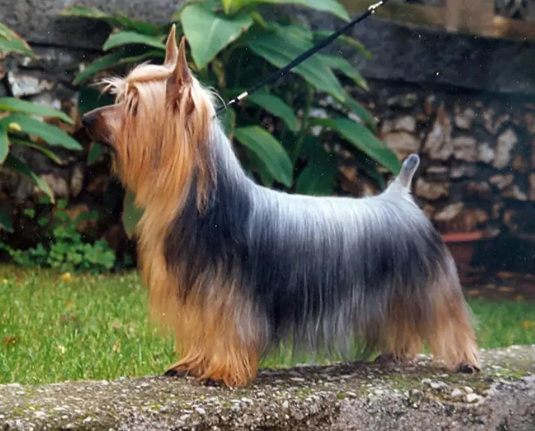 do Silky Terriers bark a lot
