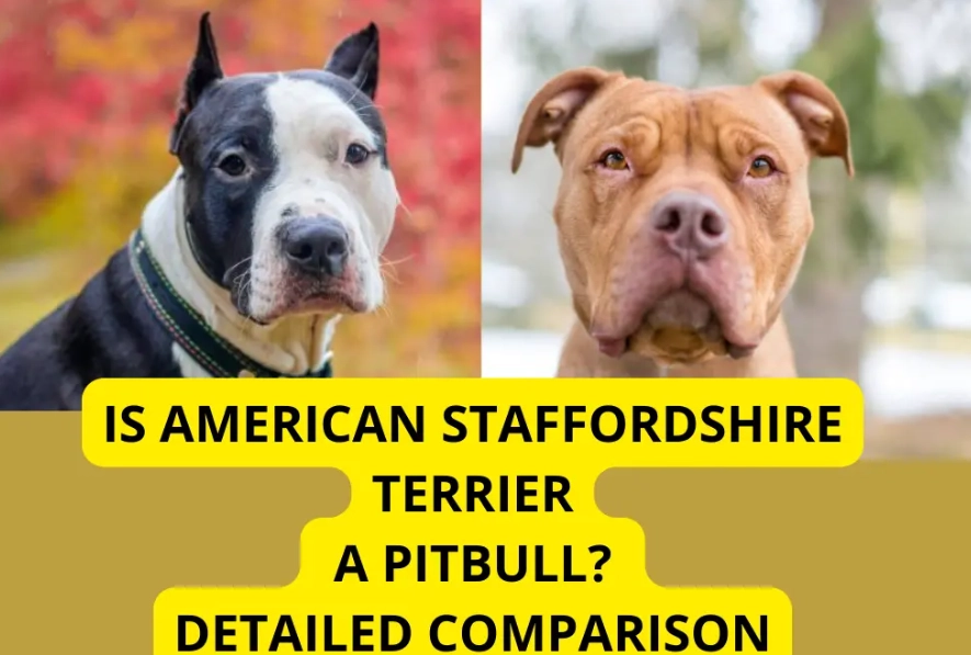 Staffordshire Terrier breed comparison