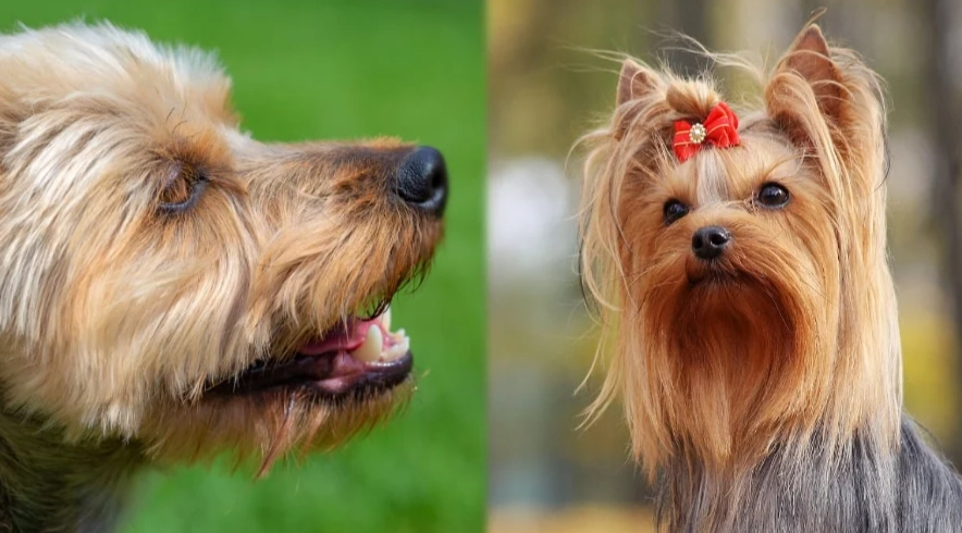silky terrier vs yorkshire terrier