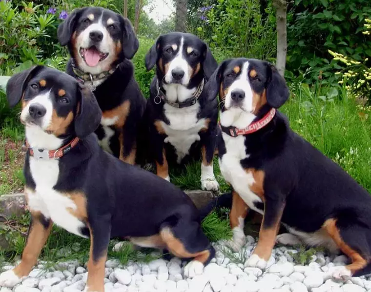 Appenzeller Sennenhund temperament