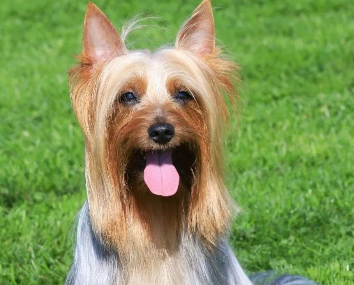 Australian Silky Terrier barking