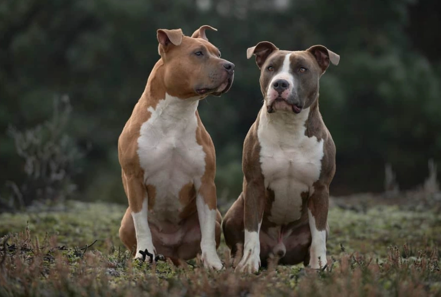 Staffordshire Terrier breed comparison