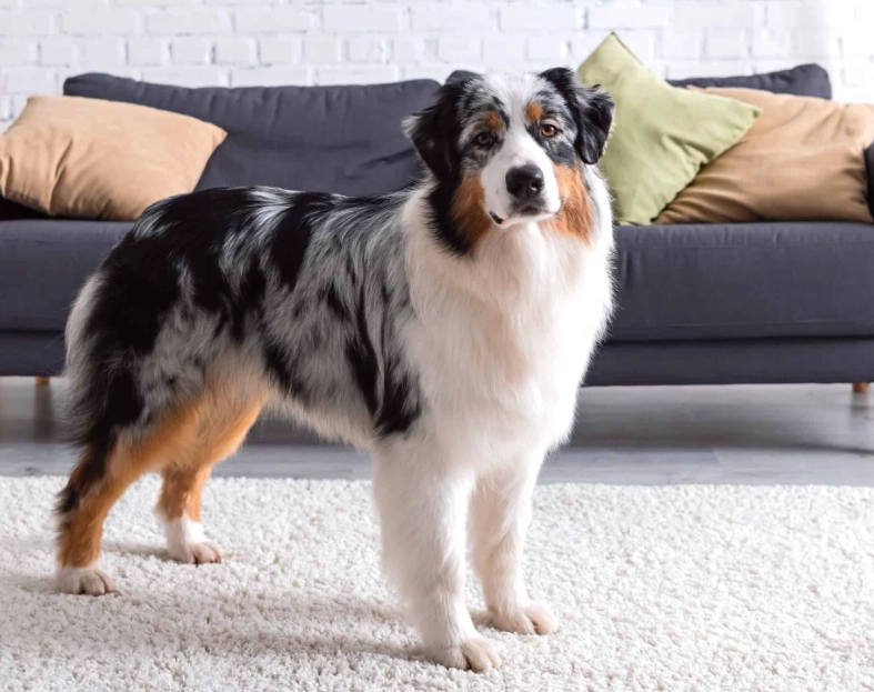 managing Aussie shedding