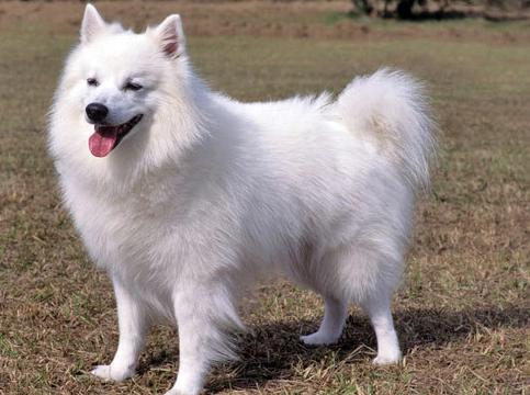 American Eskimo dog lifespan